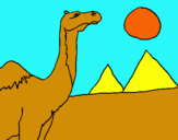 Dibuix Camell pintat per kumba
