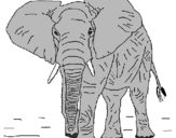 Dibuix Elefant pintat per JORDI LI