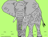 Dibuix Elefant pintat per MARGA