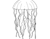 Dibuix Medusa pintat per medussa