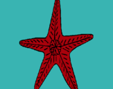 Dibuix Estrella de mar pintat per vanessa   montez