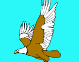 Dibuix Àguila volant  pintat per tataci