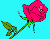 Dibuix Rosa pintat per ines