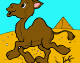 Dibuix Camell pintat per marti roma
