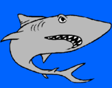 Dibuix Tiburón pintat per ALEIX P