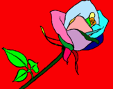 Dibuix Rosa pintat per CLÀUDIA
