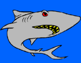 Dibuix Tiburón pintat per tauro super dolen