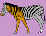 Dibuix Zebra pintat per carla