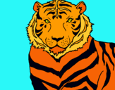 Dibuix Tigre pintat per domenech
