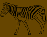 Dibuix Zebra pintat per POL. 2