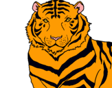 Dibuix Tigre pintat per sonia caballero melich