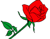 Dibuix Rosa pintat per Rosa de Sant Jordi