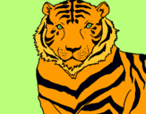 Dibuix Tigre pintat per Ainoa