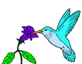Dibuix Colibrí i una flor  pintat per laia filbà