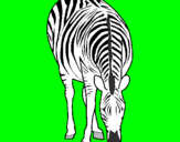 Dibuix Zebra pintat per Marc