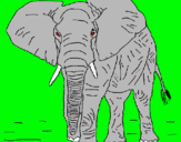 Dibuix Elefant pintat per JOAN