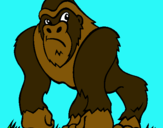 Dibuix Goril·la pintat per anna sanllehy veraguas