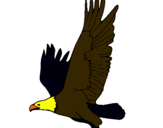 Dibuix Àguila volant  pintat per ALVARO