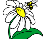 Dibuix Margarida amb abella pintat per Paula