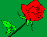 Dibuix Rosa pintat per victor p.