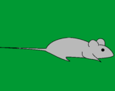 Dibuix Rata pintat per ARNAU.L.O