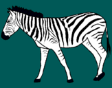 Dibuix Zebra pintat per Marc