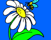 Dibuix Margarida amb abella pintat per clara  vergés