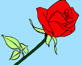 Dibuix Rosa pintat per amin i dina