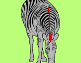 Dibuix Zebra pintat per MARAT