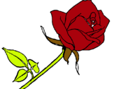 Dibuix Rosa pintat per iris