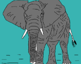 Dibuix Elefant pintat per dcscss