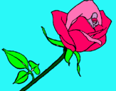Dibuix Rosa pintat per marta