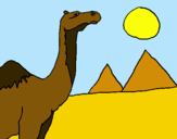 Dibuix Camell pintat per margalida bel