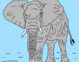Dibuix Elefant pintat per Míriam Ferran