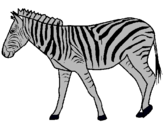 Dibuix Zebra pintat per geradrino