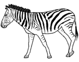 Dibuix Zebra pintat per carles fradera