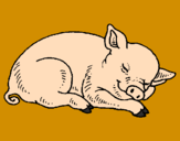 Dibuix Porc dormint pintat per albert