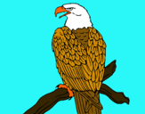 Dibuix Àguila en una branca  pintat per xenia julia