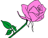 Dibuix Rosa pintat per belladurmen