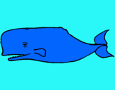 Dibuix Balena blava pintat per joel