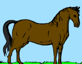 Dibuix Cavall andalús  pintat per maria