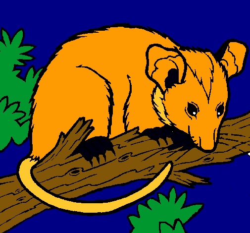 Dibuix Esquirol possum pintat per AINA