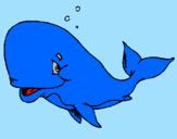 Dibuix Balena tímida pintat per roger
