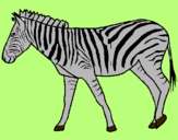 Dibuix Zebra pintat per MARGA
