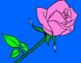 Dibuix Rosa pintat per belladurmen