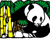 Dibuix Ós Panda i Bambú pintat per andres ramirez mirasol