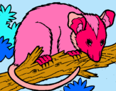 Dibuix Esquirol possum pintat per onix