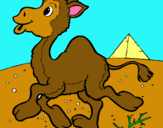 Dibuix Camell pintat per ayman.
