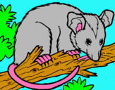Dibuix Esquirol possum pintat per teresa
