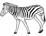 Dibuix Zebra pintat per Míriam Ferran